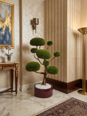 DELUXE BONSAİ-1