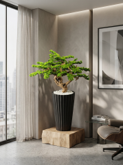 BONSAİ-1