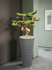 BONSAİ-2