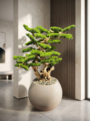 BÜYÜK P.KÜRE BONSAİ