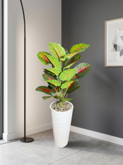 24'LU DEMET MONSTERA(KIRMIZI)